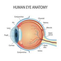 anatomisch Diagramm von das Mensch Auge. Kreuz Sektion von ein Sinn Organ mit alle das wichtig Komponenten eine solche wie das Linse, Schüler, Auge Kammer, Retina, Optik Nerv, und Iris Haut vektor