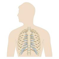 ben av de mänsklig bröst. skelett- systemet för en medicin affisch. vektor