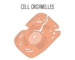 cell organeller vektor design illustration