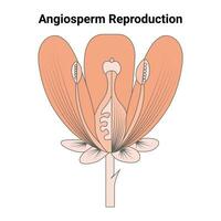angiosperm fortplantning vektor design illustration