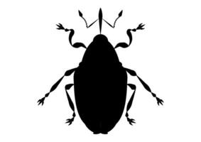 schwarz und Weiß ceutorhynchus Napi Rüsselkäfer Clip Art vektor
