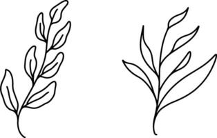 botanische Strichzeichnungen vektor