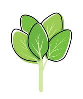 Spinat Blätter Gemüse Vektor Illustration Bild