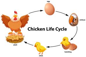 Kyckling livscykel diagram vektor