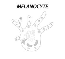 Melanozyten Struktur und Anatomie. Melanin produzierend Zellen. Melanin ist das Pigment verantwortlich zum Haut Farbe. Vektor Poster