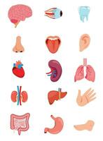 menschliche anatomie inneres organset mit gehirn, lunge, darm, herz, niere, bauchspeicheldrüse, milz, leber und magen. vektor isolierte illustration