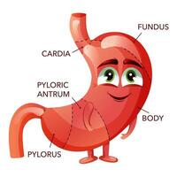 Mensch Magen. süß Karikatur Bauch Charakter mit Gesicht. medizinisch lehrreich anatomisch Diagramm vektor