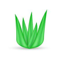 realistisch Aloe vera Pflanze. natürlich organisch Produkt Paket Etikett. Vektor Lager Illustration
