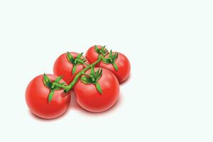 Tomaten Lügen auf Weiß vektor