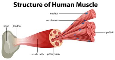 En mänsklig muskels struktur vektor