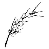 flodhäst hav brakved gren med bär hand dragen svart och vit blommig vektor illustration för naturlig kosmetika, ört- te, organisk olja, sylt och juice