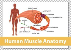 mänsklig muskelanatomi med kroppsanatomi vektor