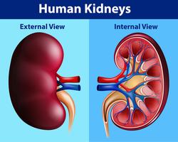 Diagramm der menschlichen Anatomie mit Nieren vektor