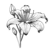 lilja blomma hand dragen skiss vektor illustration blommor