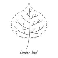 Linde Blatt Umriss. Vektor Illustration.