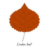 Herbst Linde Blatt. Vektor Illustration.