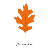 rot Eiche Blatt. Vektor Illustration.