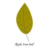 höst blad äpple träd. vektor illustration.