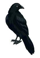 stående kråka ClipArt isolerat på vit. tecknad serie stil teckning av svart korp vild fågel. halloween kuslig fauna modern vektor illustration.