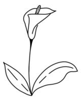 enkel blomma calla hand ritning kontur vektor