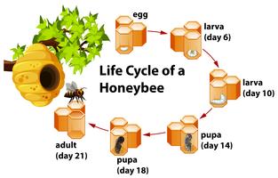 Lebenszyklus einer Honigbiene vektor