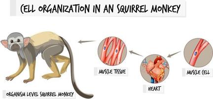 Diagramm, das die Zellorganisation bei einem Aquirrel-Affen zeigt vektor