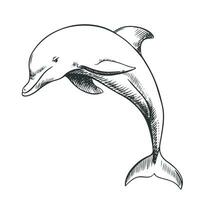 ein heiter Delfin Springen aus von das Wasser. Vektor Illustration im Gravur Stil. Clip Art zum das Emblem gemacht mit ein dünn schwarz Linie auf ein Weiß Hintergrund.