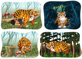 Fyra scenen av tiger som bor i skogen