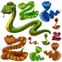 Set verschiedene Arten von Schlangen vektor