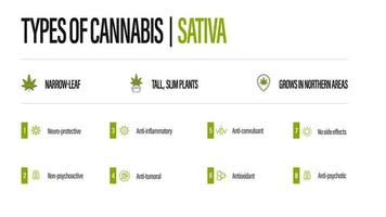 weißes Informationsplakat von Cannabissorten mit Infografik. sativa vektor