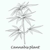 Einfachheit Cannabispflanze Freihandzeichnen flaches Design. vektor