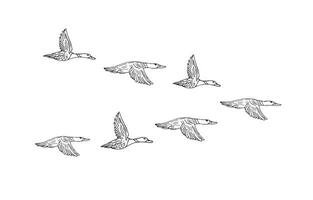 Vektor Hand gezeichnet skizzieren Herde von fliegend Ente
