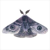 Aquarell grau Motte mit Augen auf Flügel oder Nacht Schmetterling isoliert auf Weiß Hintergrund. Insekt mit Ornament zum Boho Stil. Hand gezeichnet Vektor Clip Kunst von ein fliegend Insekt mit grau Flügel