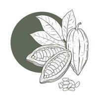 vektor illustration uppsättning av kakao löv och öppnad och stängd rå oskalade böna skida, friliggande frön. svart skicklig översikt av gren, grafisk teckning med svart curcle som bakgrund. för vykort