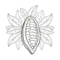 vektor illustration av rå kakao öppnad oskalade böna och kakao löv. svart översikt av blad curcle, grafisk teckning. för vykort, design och sammansättning dekoration, grafik, affischer, klistermärken, meny