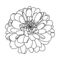 Linie Zeichnung von Mini Chrysantheme Blume auf Weiß Hintergrund. Hand gezeichnet skizzieren, Vektor Illustration. dekorativ Element zum Tätowierung, Gruß Karte, Hochzeit Einladung, Färbung Buch