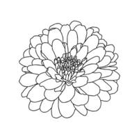 Linie Zeichnung von Chrysantheme Blume auf Weiß Hintergrund. Hand gezeichnet skizzieren. dekorativ Element zum Tätowierung, Gruß Karte, Hochzeit Einladung, Färbung Buch vektor