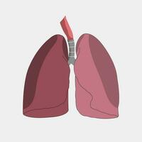 lungor, inre mänsklig organ bilder av undervisning media vektor