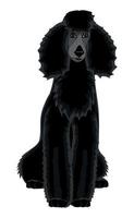 realistisk svart hundpudelras på vit bakgrund - vektor