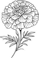 ringblomma födelse blomma vektor illustration, skön ringblomma blomma bukett, ritad för hand färg sidor ringblomma blomma teckning av konstnärlig ringblomma graverat bläck konst, primula blomma tatuering mönster