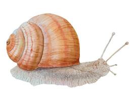 druva, roman, vinröd snigel, Escargot, achatina fulica klämma konst. vattenfärg hand dragen realistisk illustration för kosmetisk, spa salonger, restauranger, gårdar. målning för böcker, klistermärken, kort, grafik vektor