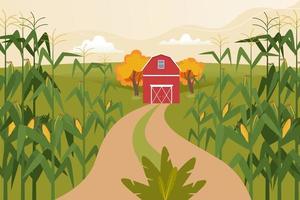 Herbstlandschaft mit Maisfeldern, Bauernhaus und Feldweg. vektor