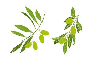 uppsättning av oliv grenar med grön frukter. vektor