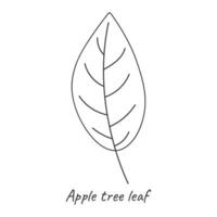 äpple blad översikt. vektor illustration.