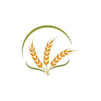Landwirtschaft Weizen Vektor Symbol Illustration Design