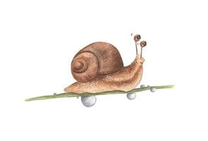 kleine Schnecke auf Ast. Aquarellillustration. vektor