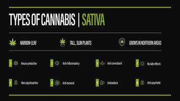 Schwarzes Informationsplakat von Cannabissorten mit Infografik. sativa vektor