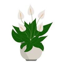 fredslilja eller spathiphyllum. hemväxt i kruka vektor