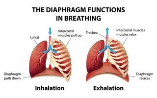 Das Zwerchfell funktioniert beim Atmen vektor