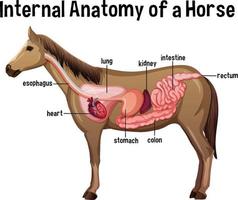 inre anatomi hos en häst med etikett vektor